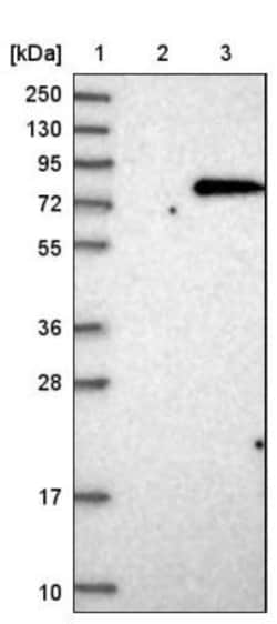 WDTC1 Antibody, Novus Biologicals 0.1mL; Unlabeled:Antibodies, Polyclonal