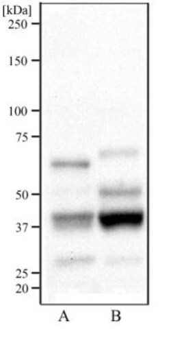 Novus Biologicals™ WEHI-3 Whole Cell Lysate