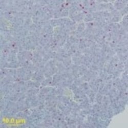 West Nile Virus Envelope Antibody, Novus Biologicals 0.1mg; Unlabeled:Antibodies,