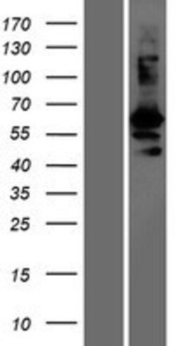 Novus Biologicals&trade;&nbsp;GASP-1/WFIKKN2 Overexpression Lysate