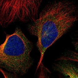WHAMM Antibody, Novus Biologicals 25 &mu;L; Unlabeled:Antibodies, Polyclonal