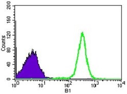 WHSC2 Antibody (6B11H8) - BSA Free, Novus Biologicals:Antibodies:Primary