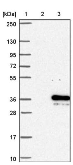 WIBG Antibody, Novus Biologicals 0.1mL; Unlabeled:Antibodies, Polyclonal