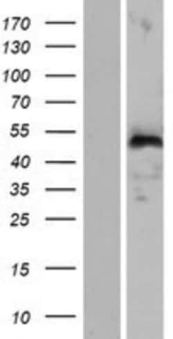 Novus Biologicals&trade;&nbsp;WIPF3 Overexpression Lysate