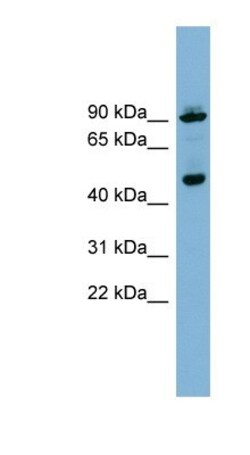 WIPI1 Antibody, Novus Biologicals:Antibodies:Primary Antibodies