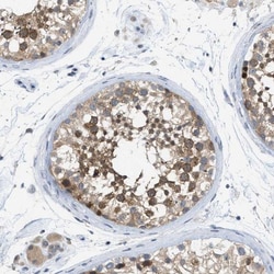 WIPI2 Antibody, Novus Biologicals:Antibodies:Primary Antibodies