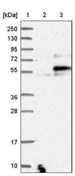 WIPI2 Antibody, Novus Biologicals:Antibodies:Primary Antibodies