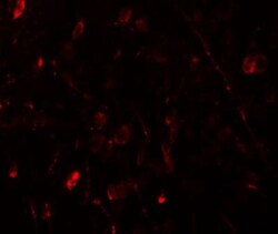 WIZ Antibody - BSA Free, Novus Biologicals 0.1mg; Unlabeled:Antibodies,