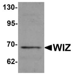 WIZ Antibody - BSA Free, Novus Biologicals 0.1mg; Unlabeled:Antibodies,
