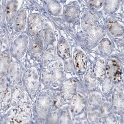 Wnt-11 Antibody, Novus Biologicals:Antibodies:Primary Antibodies