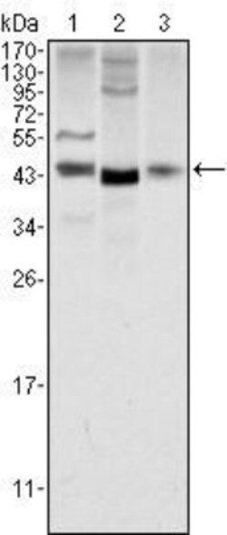 Wnt-1 Antibody (10C8), Novus Biologicals 0.025 mL, Unconjugated:Antibodies,