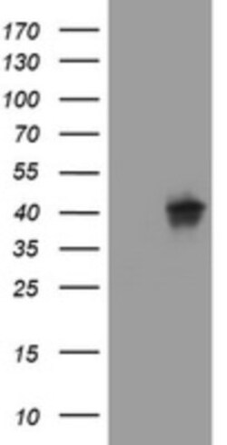 Wnt3 Antibody (OTI1G7), Novus Biologicals 0.1 mL | Buy Online | Novus Biologicals | Fisher Scientific