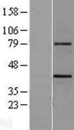 Novus Biologicals™ Wnt3 Overexpression Lysate
