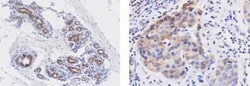 Wnt-3a Antibody (3A6) - BSA Free, Novus Biologicals 0.1mL; Unlabeled:Antibodies,