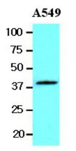 Wnt-3a Antibody (3A6) - BSA Free, Novus Biologicals 0.1mL; Unlabeled:Antibodies,