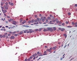 Wnt-3a Antibody, Novus Biologicals 0.05mg; Unlabeled:Antibodies, Polyclonal