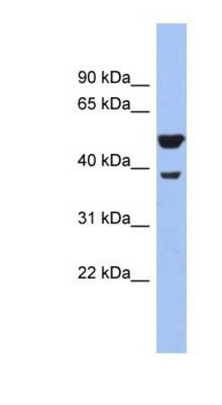 Wnt-3a Antibody, Novus Biologicals 0.05mg; Unlabeled:Antibodies, Polyclonal