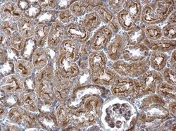 Wnt-4 Antibody, Novus Biologicals 0.1mL; Unlabeled:Antikörper