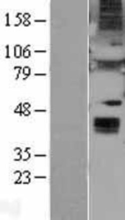 Novus Biologicals&trade;&nbsp;Wnt-6 Overexpression Lysate