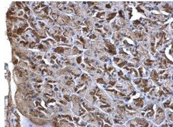 Wnt-7a Antibody, Novus Biologicals 0.1mL; Unlabeled:Antibodies, Polyclonal