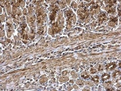 Wnt-7a Antibody, Novus Biologicals 0.1mL; Unlabeled:Antibodies, Polyclonal