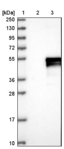 TMEM65 Antibody, Novus Biologicals:Antibodies:Primary Antibodies