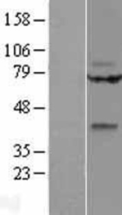 Novus Biologicals&trade;&nbsp;Wnt-9a Overexpression Lysate