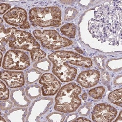 Wnt-9b Antibody, Novus Biologicals 25 &mu;L, Unlabeled:Antikörper
