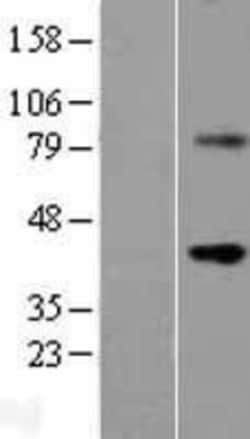 Novus Biologicals&trade;&nbsp;Wnt-9b Overexpression Lysate