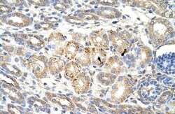 Wnt-9b Antibody, Novus Biologicals 100&mu;L; Unlabeled:Antibodies, Polyclonal
