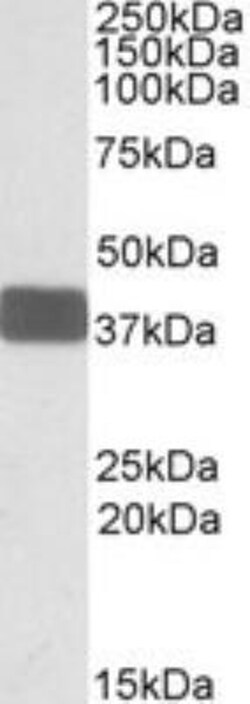 Wnt-9b Antibody, Novus Biologicals 0.1mg; Unlabeled:Antibodies, Polyclonal