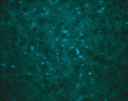 West Nile Virus C Protein Antibody - BSA Free, Novus Biologicals 0.025