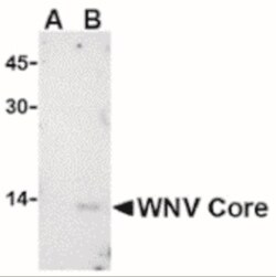 West Nile Virus C Protein Antibody - BSA Free, Novus Biologicals 0.025