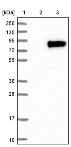 WSCD1 Antibody, Novus Biologicals 25 &mu;L; Unlabeled:Antibodies, Polyclonal