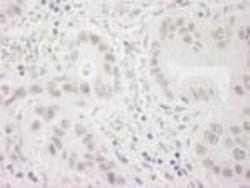 WSTF Antibody, Novus Biologicals 0.1mL; Unlabeled:Antibodies, Polyclonal