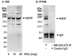 WSTF Antibody, Novus Biologicals 0.1mL; Unlabeled:Antibodies, Polyclonal