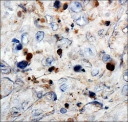 WT1 Antibody (6F-H2) - BSA Free, Novus Biologicals:Antibodies:Primary Antibodies