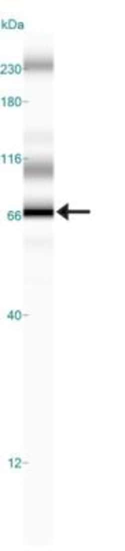 WT1 Antibody (6F-H2) - BSA Free, Novus Biologicals:Antibodies:Primary Antibodies