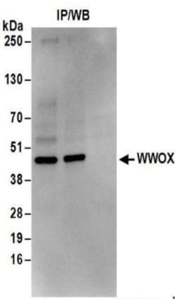 WWOX Antibody, Novus Biologicals 0.1mg; Unlabeled:Antibodies, Polyclonal