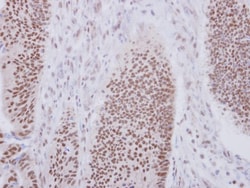 XAB2 Antibody, Novus Biologicals 0.1mL; Unlabeled:Antibodies, Polyclonal