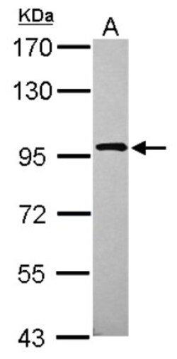 XAB2 Antibody, Novus Biologicals 0.1mL; Unlabeled:Antibodies, Polyclonal