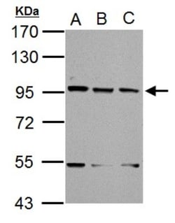XAB2 Antibody, Novus Biologicals 0.1mL; Unlabeled:Antibodies, Polyclonal