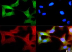 XBP1 Antibody - BSA Free, Novus Biologicals:Antibodies:Primary Antibodies