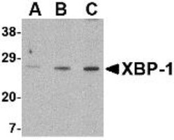 XBP1 Antibody - BSA Free, Novus Biologicals 0.025 mg, Unconjugated:Antibodies,