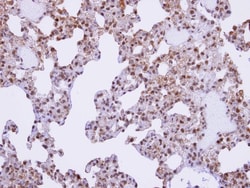 XE7 Antibody, Novus Biologicals 0.1mg; Unlabeled:Antibodies, Polyclonal