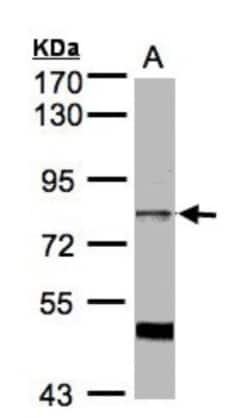 XE7 Antibody, Novus Biologicals 0.1mg; Unlabeled:Antibodies, Polyclonal