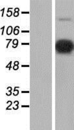 Novus Biologicals&trade;&nbsp;XE7 Overexpression Lysate