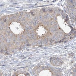 XKR3 Antibody, Novus Biologicals 25 &mu;L, Unlabeled:Antibodies, Polyclonal