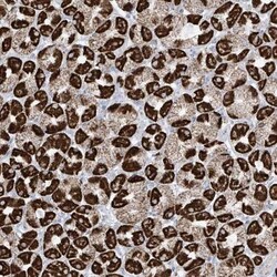 XKR3 Antibody, Novus Biologicals:Antibodies:Primary Antibodies