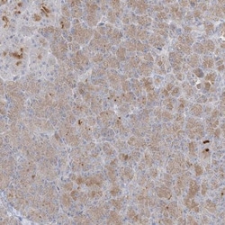XKR3 Antibody, Novus Biologicals 25 &mu;L, Unlabeled:Antibodies, Polyclonal